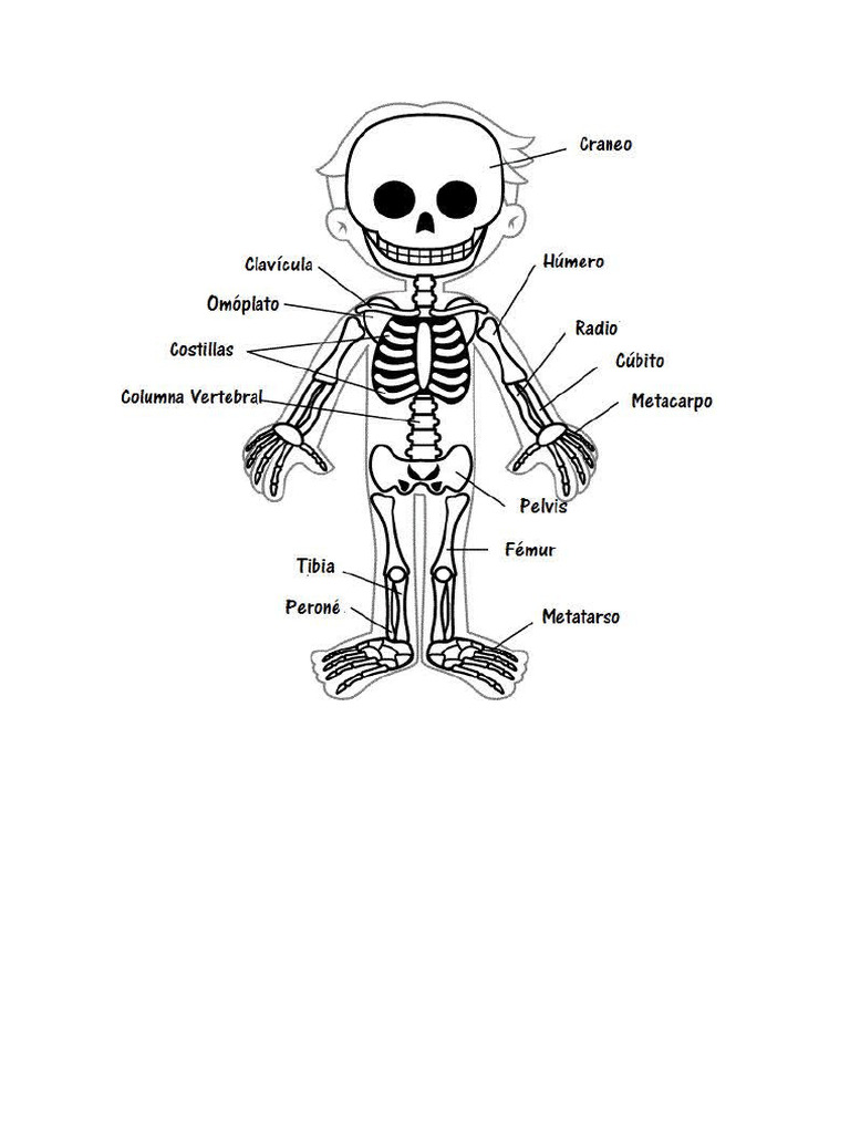 Sistema Oseo Imagen Con Partes Pdf