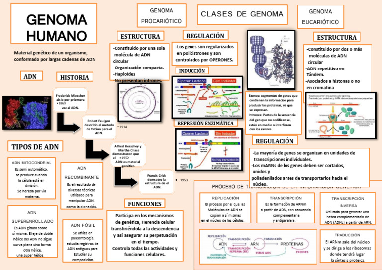 Mapa Conceptual del Genoma Humano | PDF | Adn | Genoma
