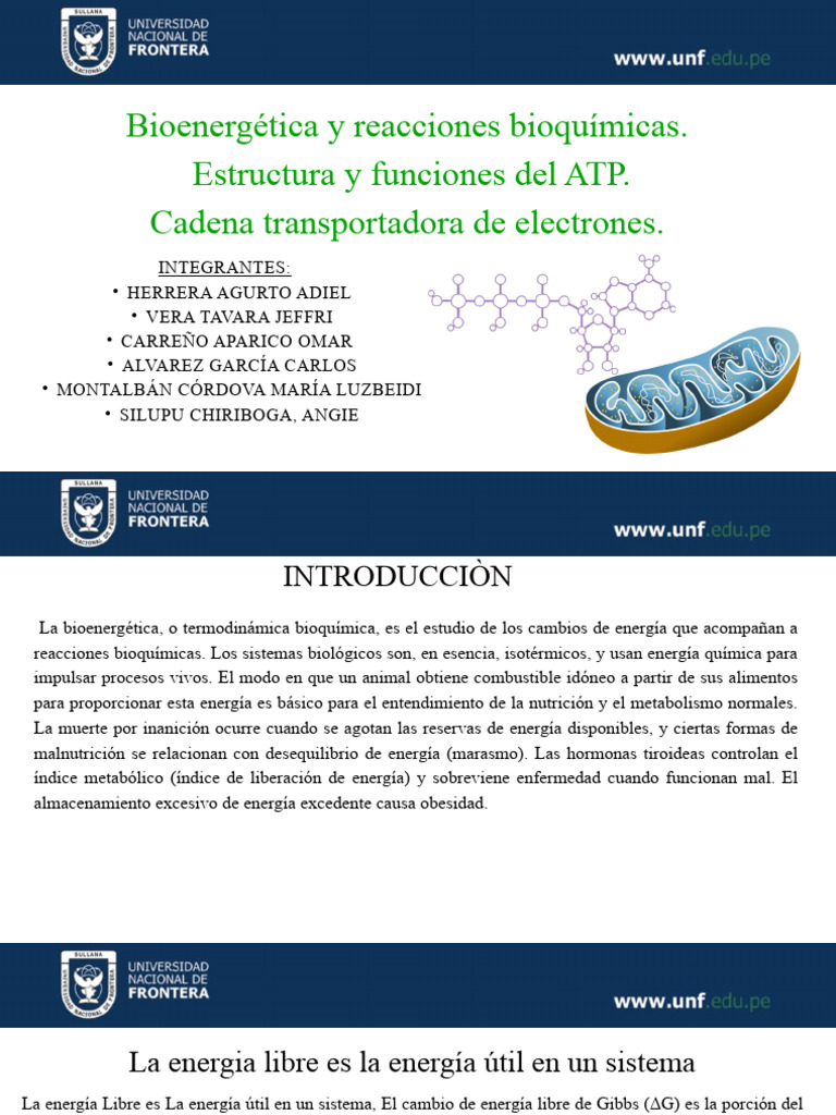 Bioenergética: ATP y Ciclo de Krebs | PDF | Dieta y nutrición | Química