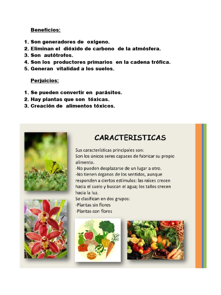Beneficios y Perjuicios Del Reino Vegetal | PDF
