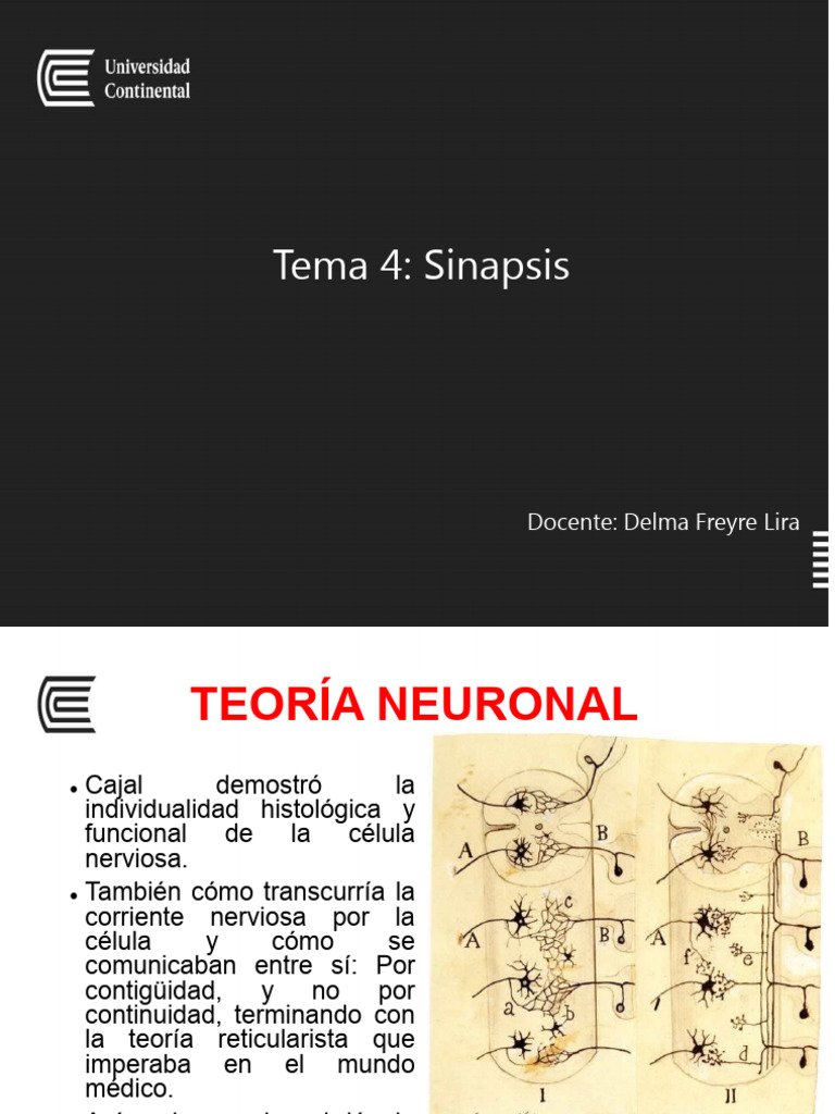 Sinapsis: Estructura y Función Neuronal | PDF | Sinapsis | Neurona
