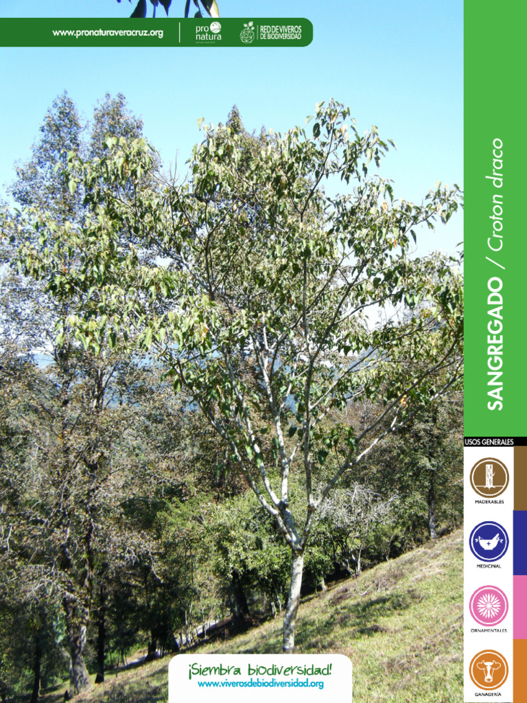 Usos y cuidados del árbol sangregado | PDF | Tecnología