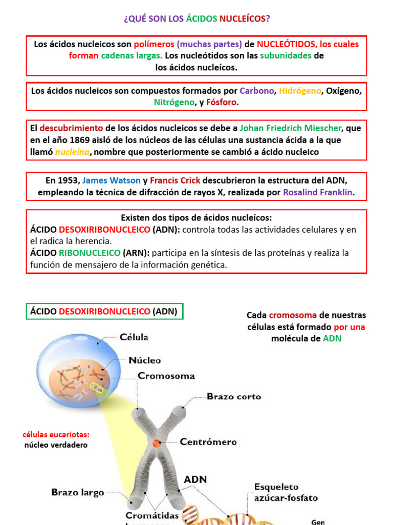 Introducción a los Ácidos Nucleicos | PDF | Rna | Ácidos nucleicos