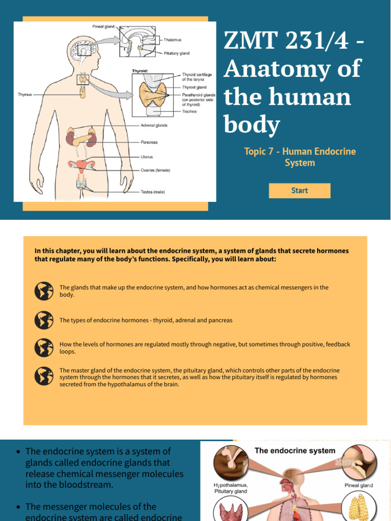 Topic 6 - Human Endocrine System | PDF | Endocrine System | Pancreas