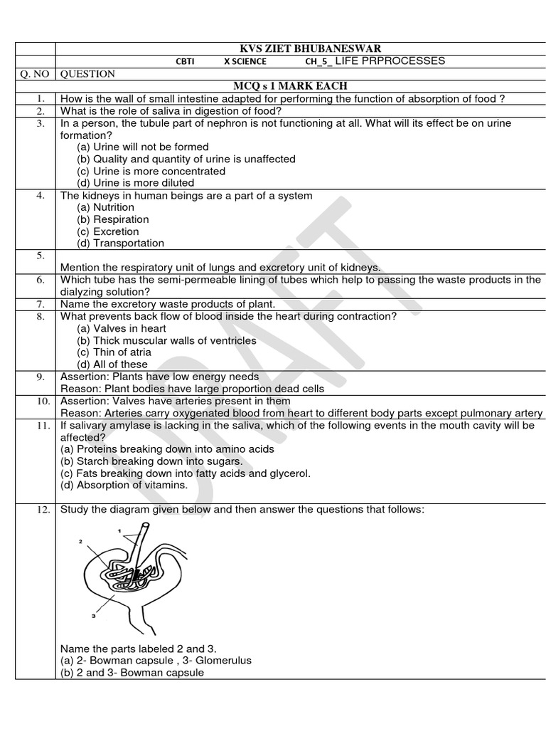 X Ch 5 Life Prprocesses Pdf Vein Blood