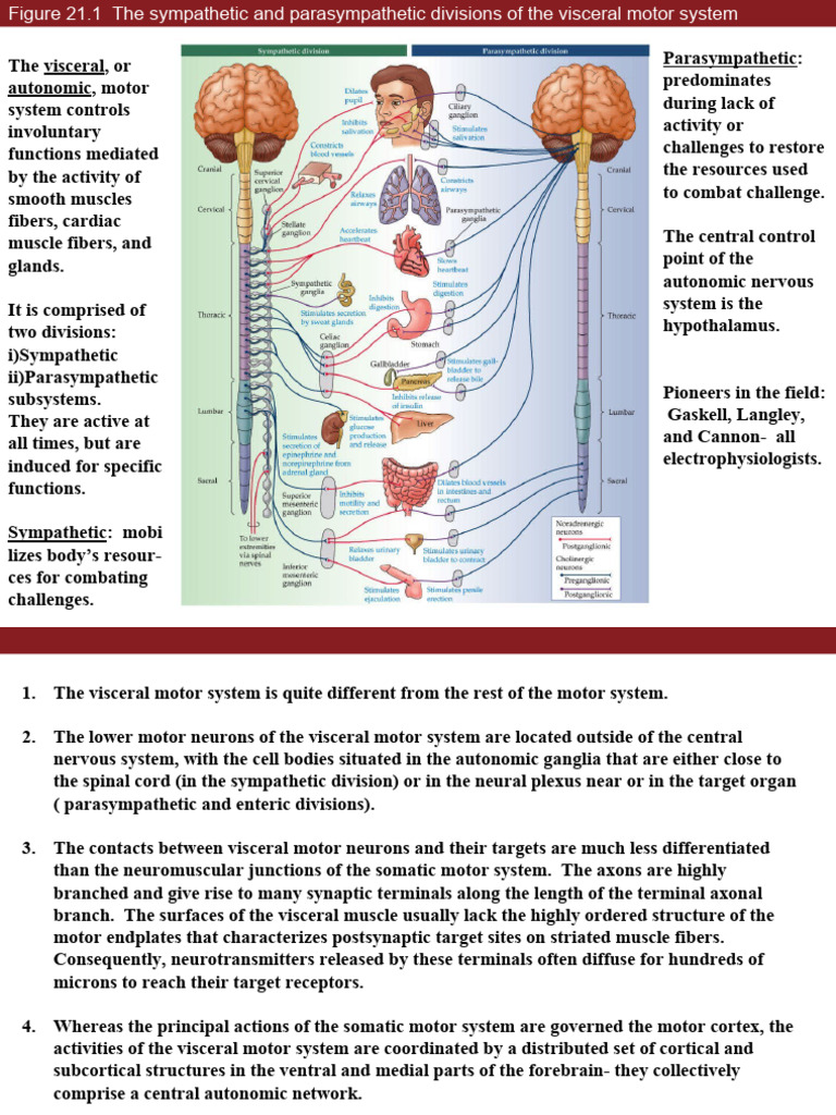 Visceral Motor System Overview | PDF | Motor Neuron | Autonomic Nervous ...