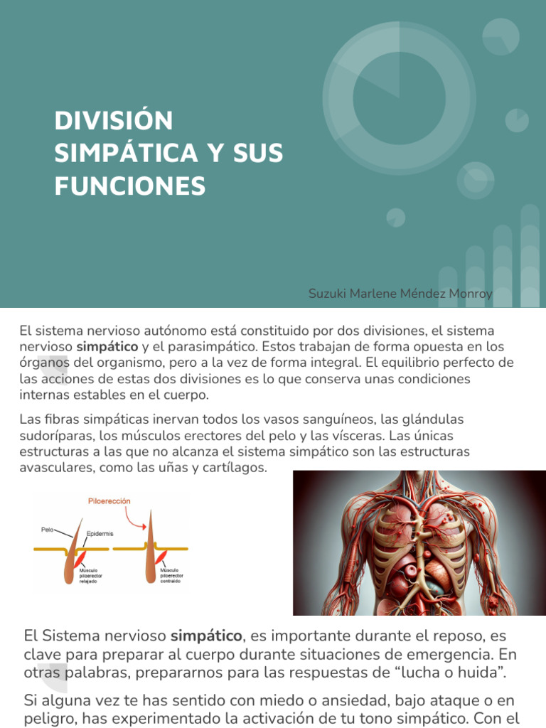 División Simpática y Sus Funciones | PDF