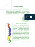 La Columna Vertebral