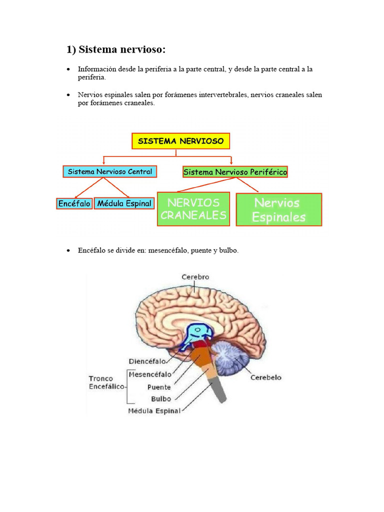 Anatomía y Funciones del Sistema Nervioso | PDF | Riñón | Ojo humano