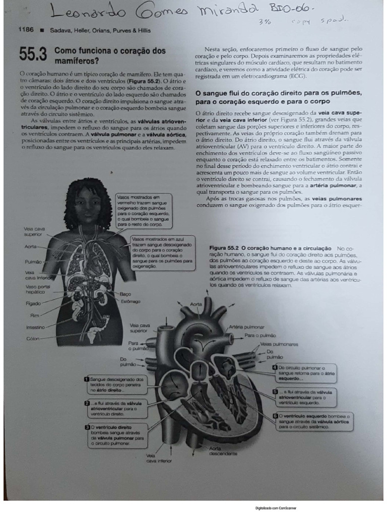 Atividade Anatomia Pdf