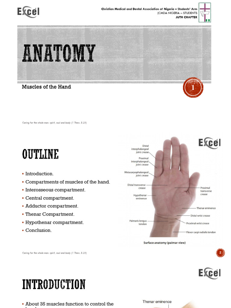 Anatomy of Hand Muscles Explained | PDF | Thumb | Hand