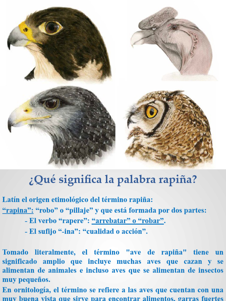 Aves de Rapiña | PDF | Aves de presa | Aves