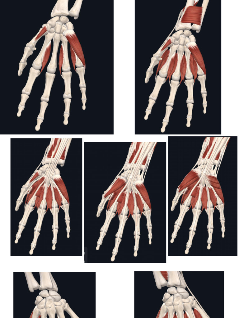 Muscles Of Upper Limb Pdf