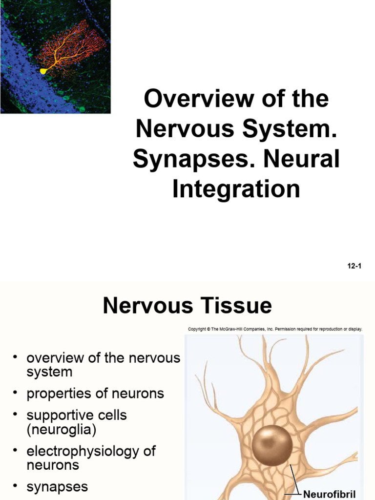Overview Nervous System | PDF | Axon | Myelin