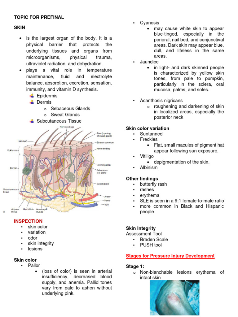 Comprehensive Skin Assessment Guide | PDF | Nail (Anatomy) | Skin