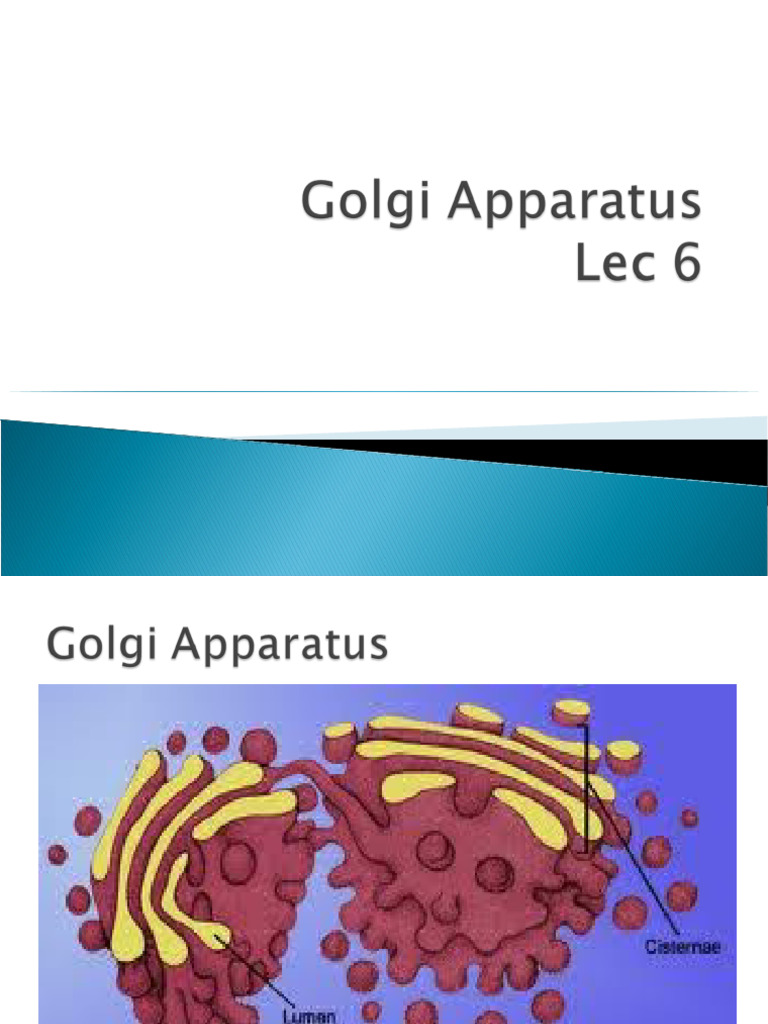Overview of Golgi Apparatus Functions | PDF | Endoplasmic Reticulum ...