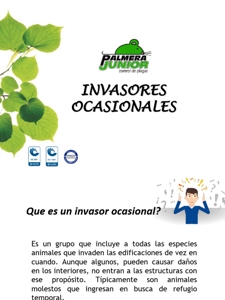 Invasores Ocasionales | PDF | Insectos | Plaga (organismo)