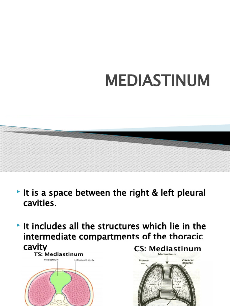 Anatomy of the Mediastinum Explained | PDF | Aorta | Esophagus