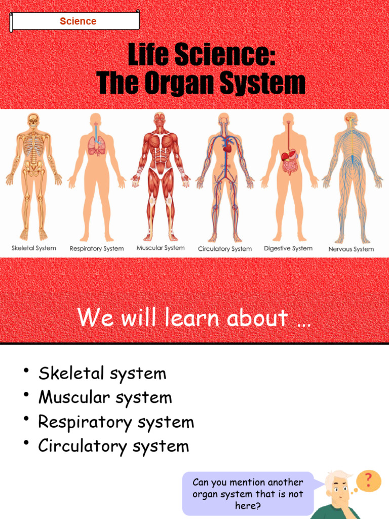 Musculoskeletal System Overview | PDF | Muscle | Human Musculoskeletal ...