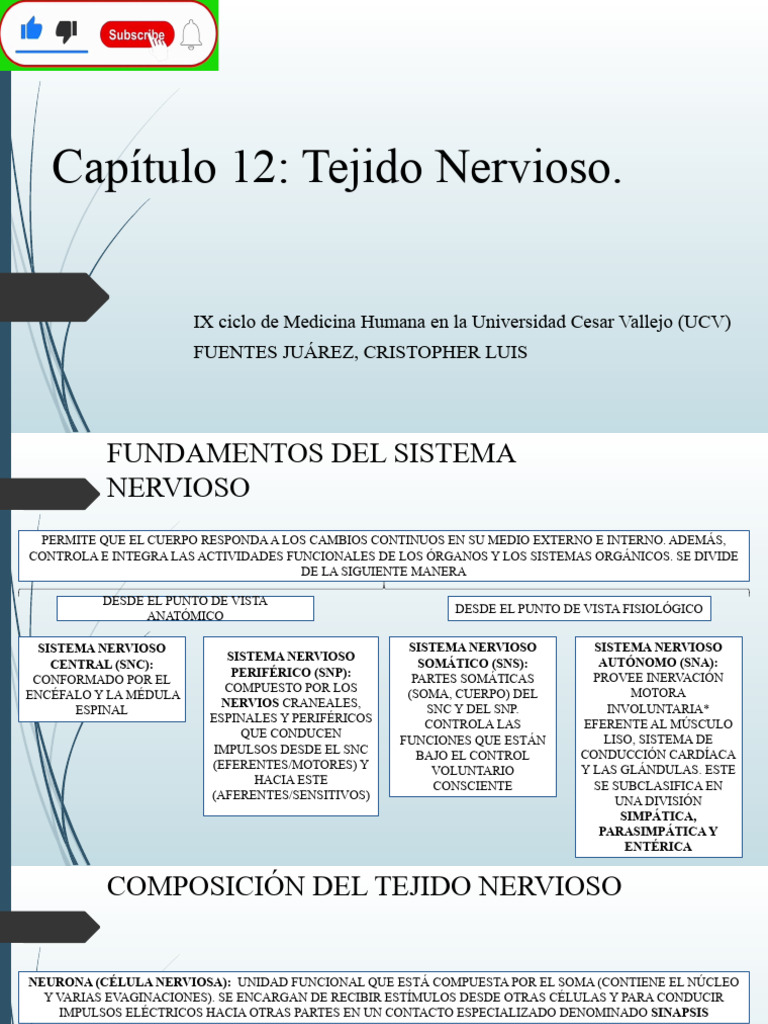 Estructura y Función del Tejido Nervioso | PDF | Sinapsis | Mielina