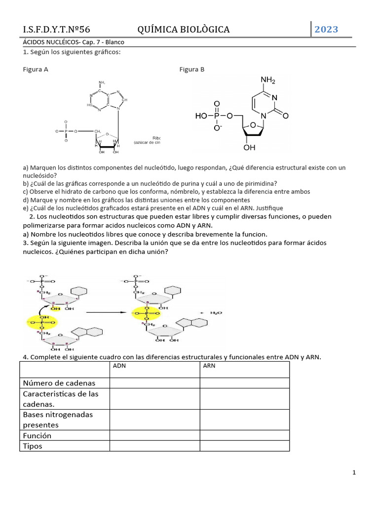 Estructura y Función de Ácidos Nucleicos | PDF | Rna | Adn