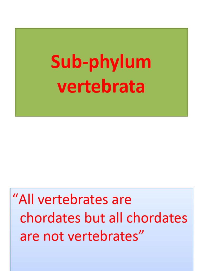 Sub Phylum Vertebrata | PDF | Amphibian | Fish