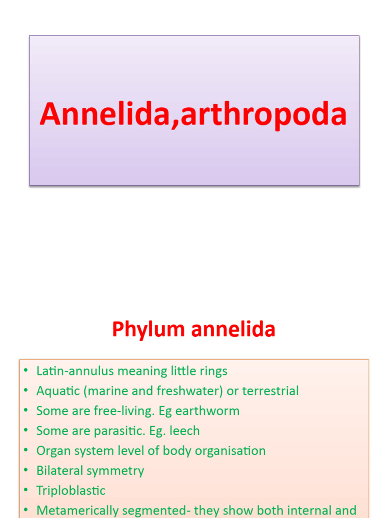Annelida and Arthropoda Overview | PDF | Spider | Insects