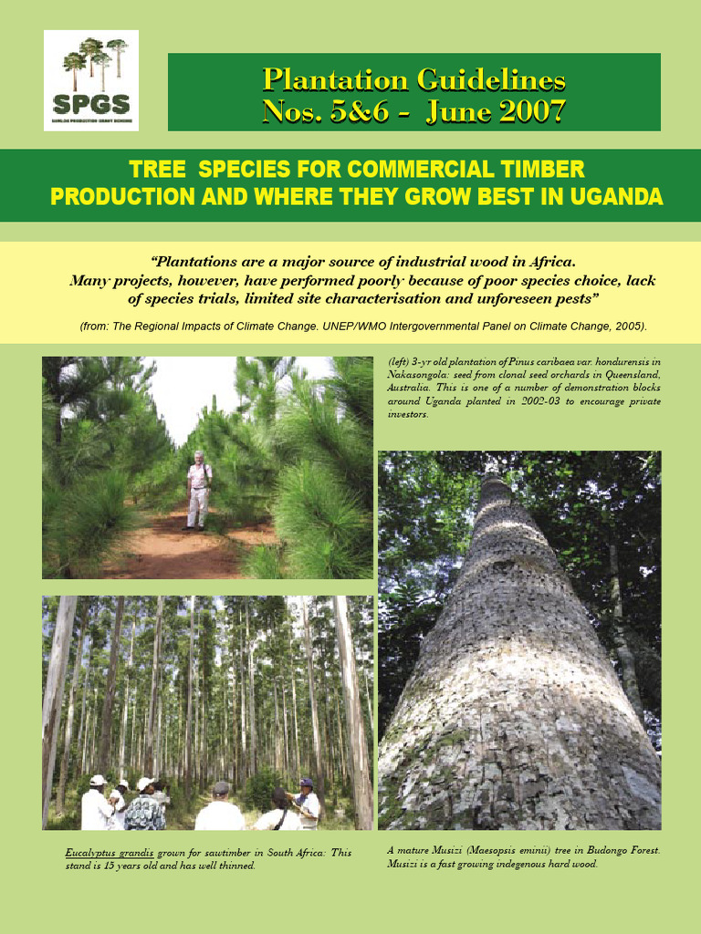Timber Tree Species for Uganda | PDF | Eucalyptus | Trees
