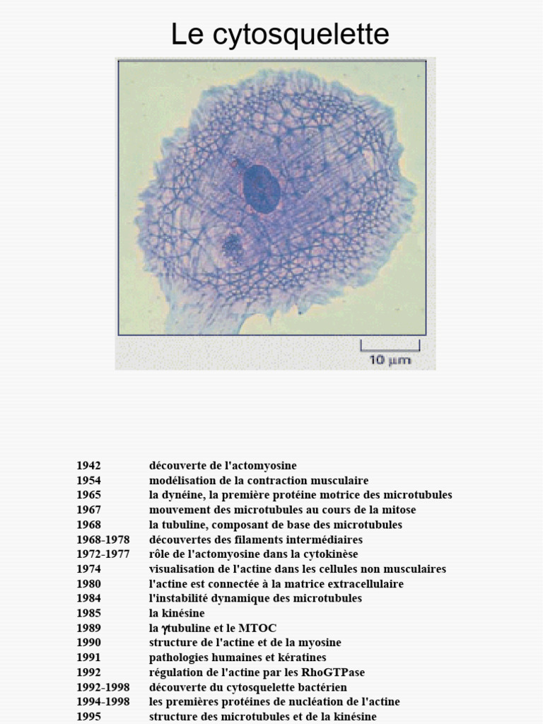 Rôle des lamellipodes dans le cytosquelette | PDF | Cytosquelette ...