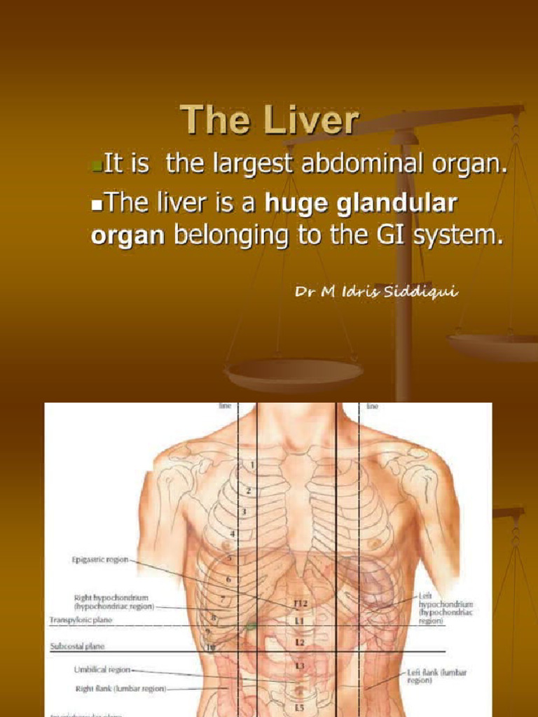 Liver visual data 3