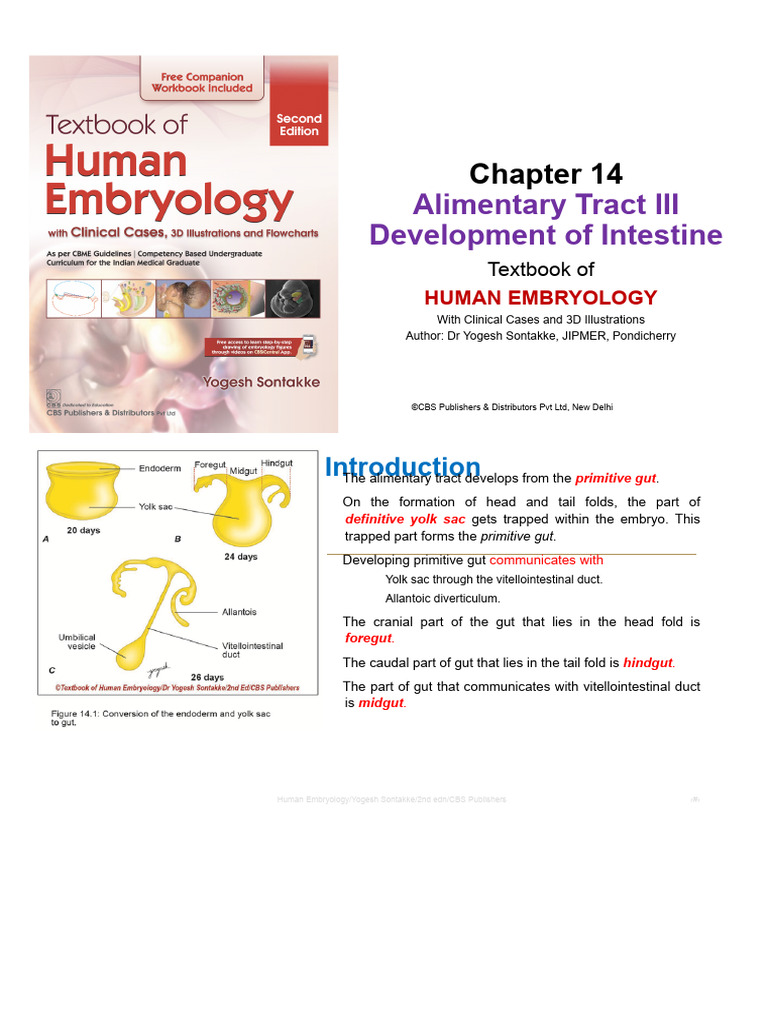 Intestinal Development in Human Embryology | PDF | Esophagus | Large ...