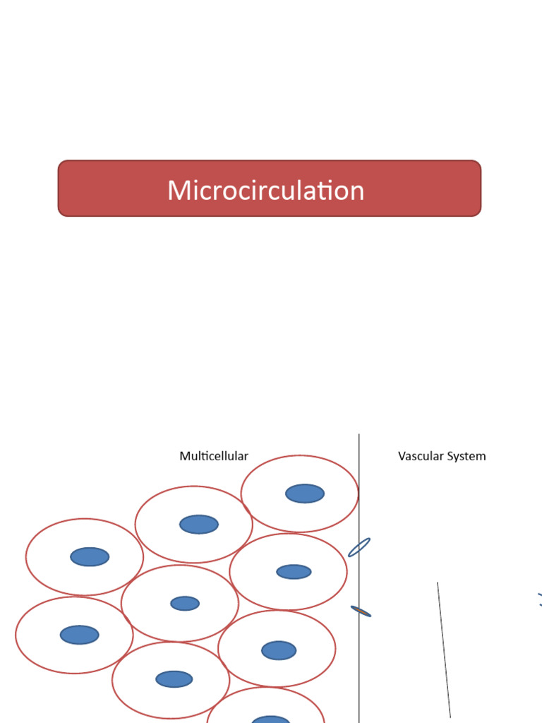 Understanding Microcirculation Dynamics | PDF | Capillary | Lymph