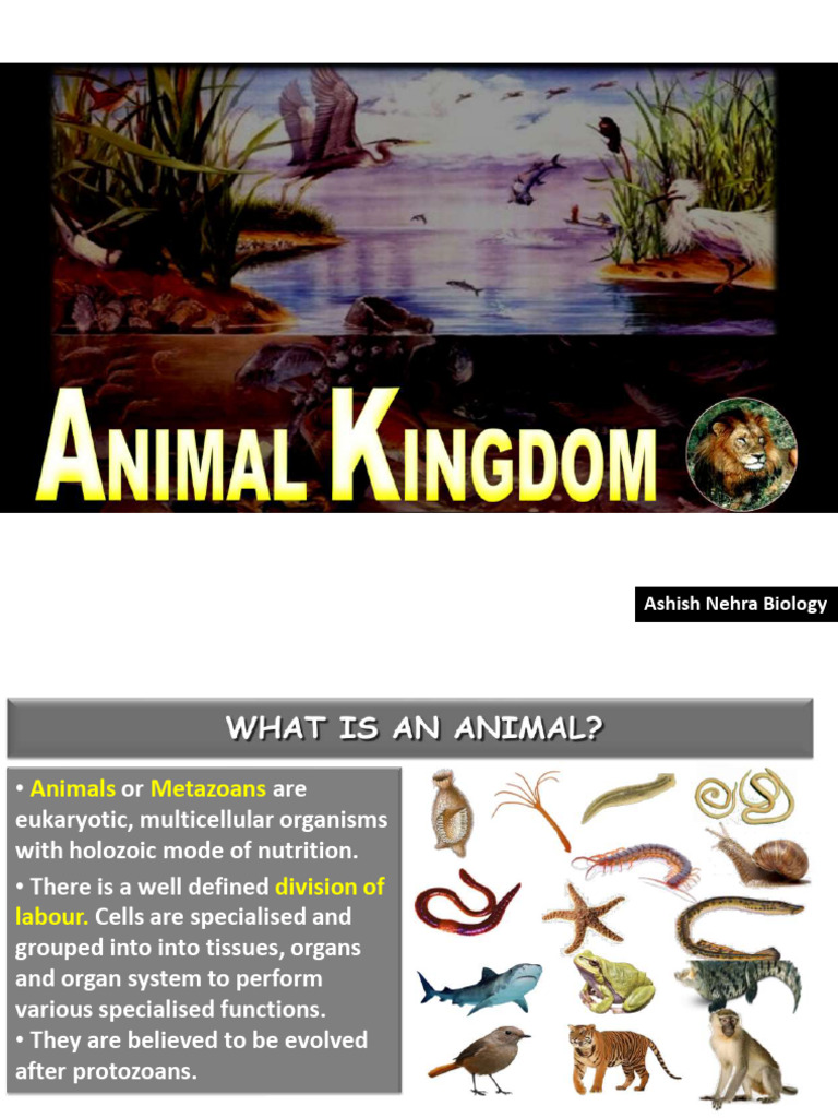 Animal Kingdom Classification | PDF