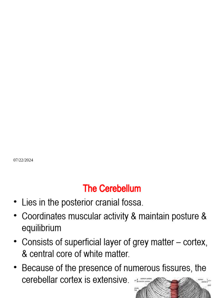 Cerebellum Histology Overview | PDF | Cerebellum | Anatomy