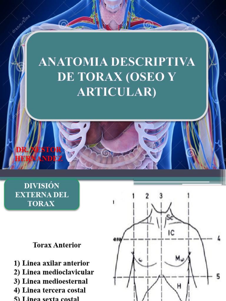 Anatomía Ósea y Articular del Tórax | PDF | Tórax | Articulación