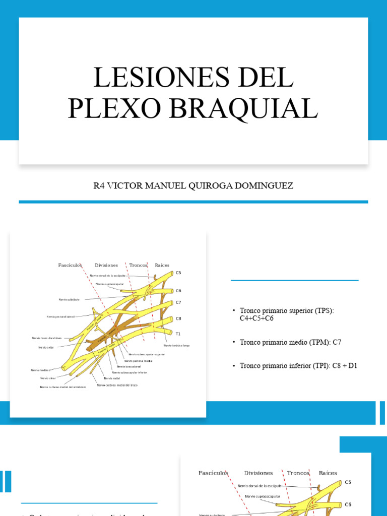 Lesiones Del Plexo Braquial Pdf Anatomía Sistema Nervioso