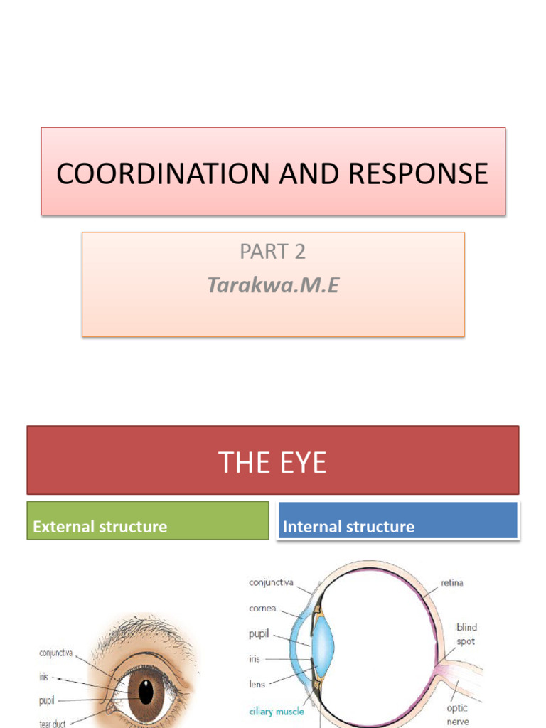 Eye Structure and Light Response Guide | PDF | Eye | Human Eye