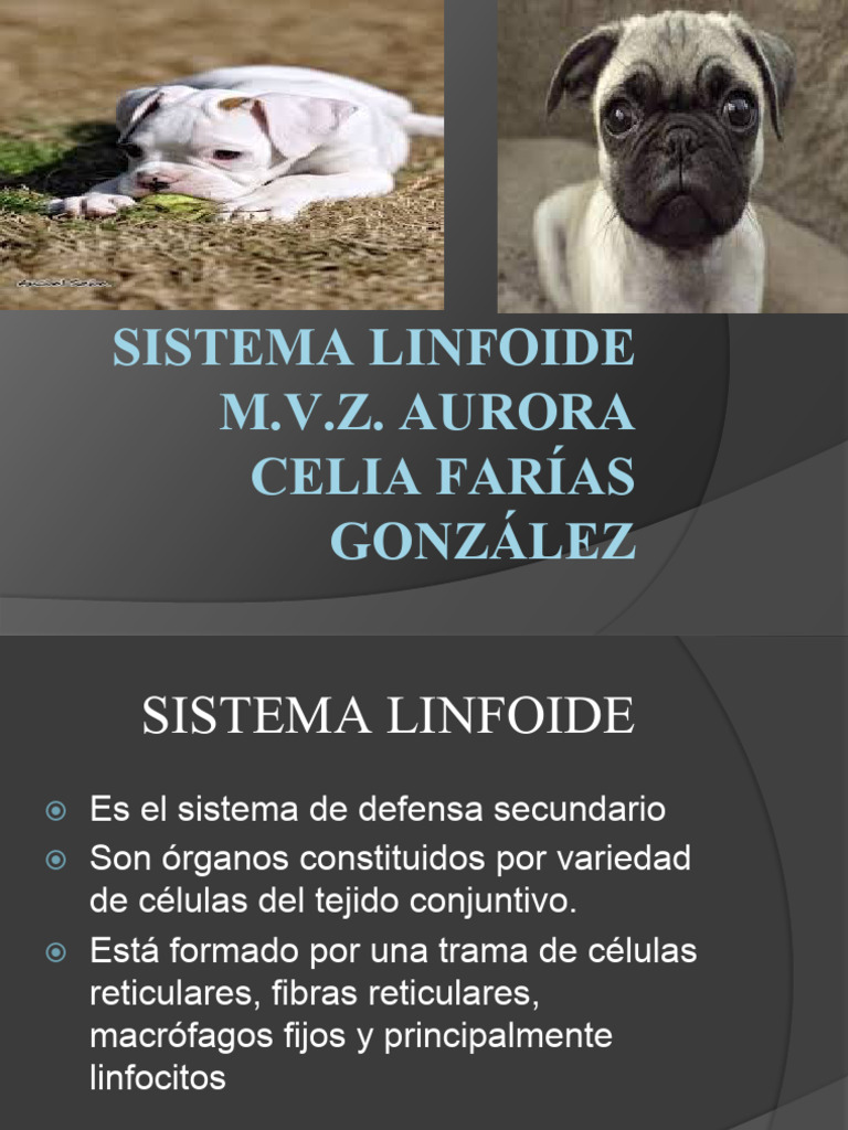 sistema-linfoide-pdf-ganglio-linf-tico-bazo