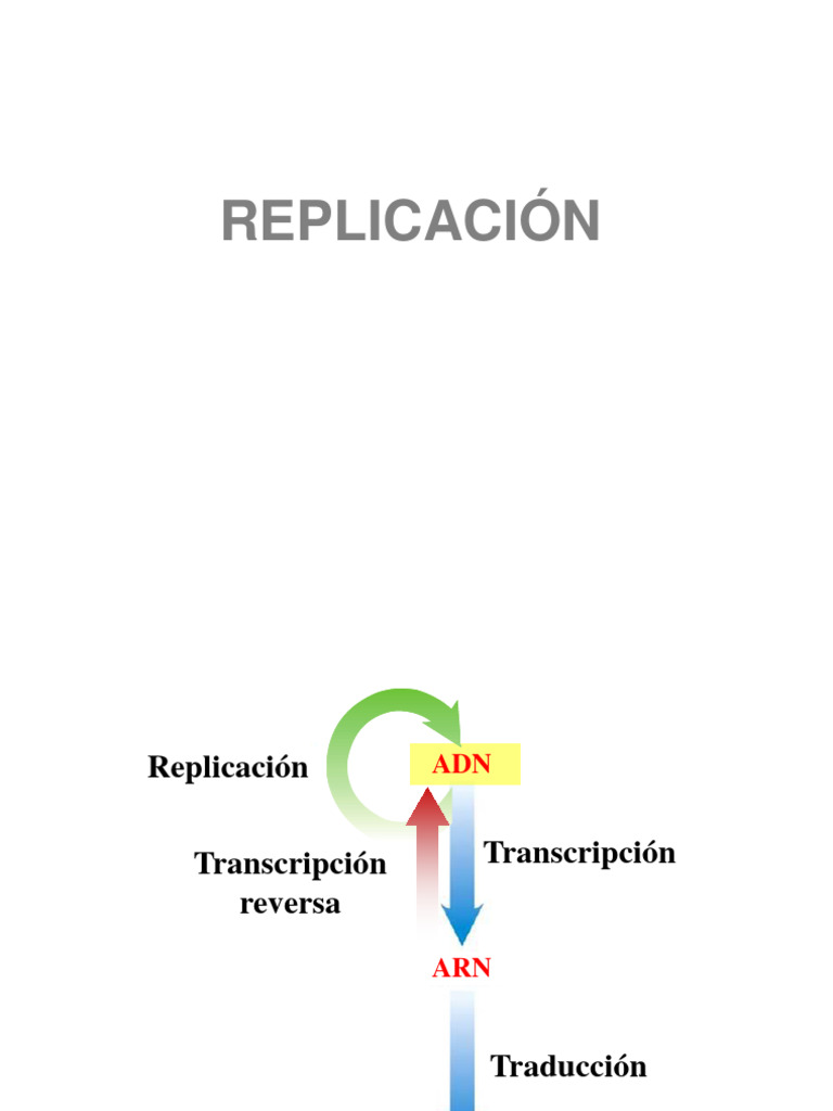 Replicación del ADN: Claves y Procesos | PDF | Replicación De Adn | Adn