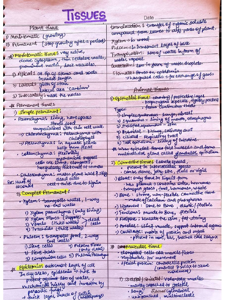 Tissues | PDF