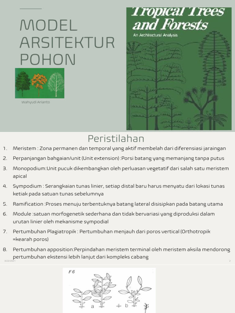 Arsitektur Pohon: Monopodium dan Sympodium | PDF