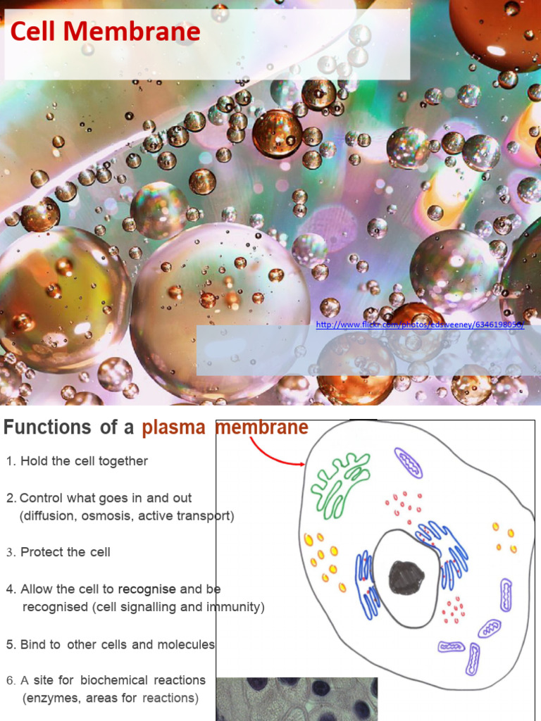CellMembranestructure 53233 | PDF | Cell Membrane | Lipid Bilayer