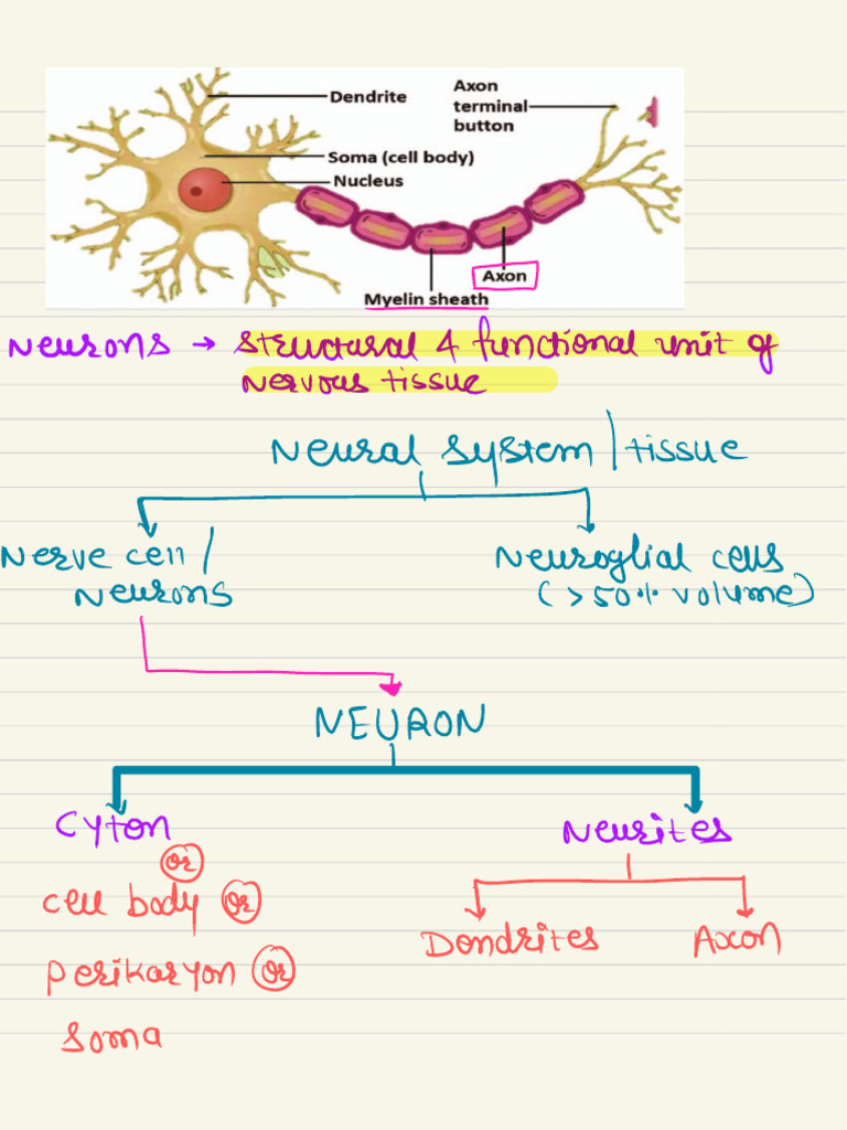 Neuron Structure and Function Overview | PDF | Chemical Synapse | Myelin