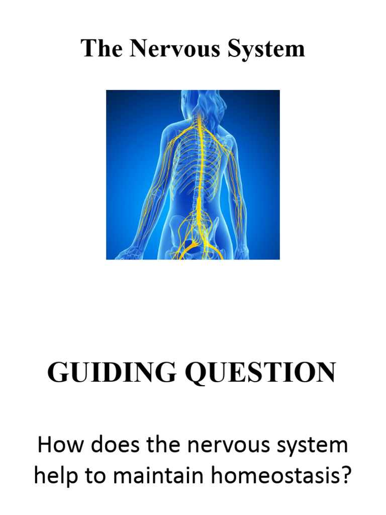 Understanding the Nervous System Functions | PDF | Neurotransmitter ...