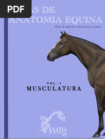 Atlas Anatomia Equina Sprengel Versao Atualizada Reduced
