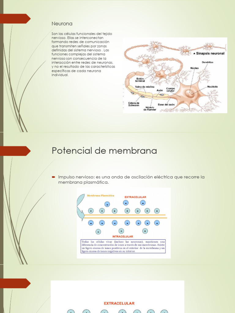 Sesión 3 - Neurofisiología | PDF | Sinapsis | Potencial de acción