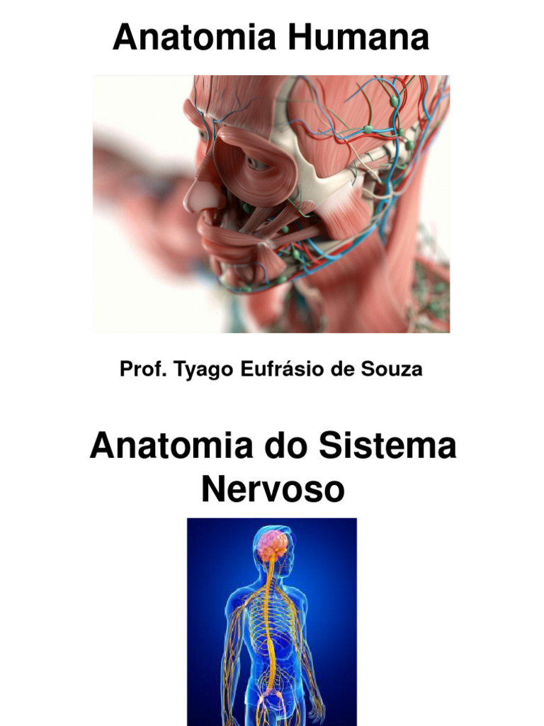 Aula Anatomia Do Sistema Nervoso Pdf Sistema Nervoso Central Nervo