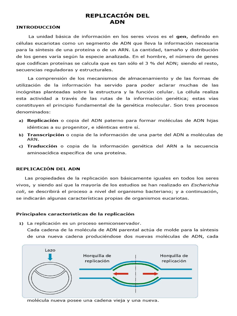Proceso de Replicación del ADN | PDF | Replicación De Adn | Adn