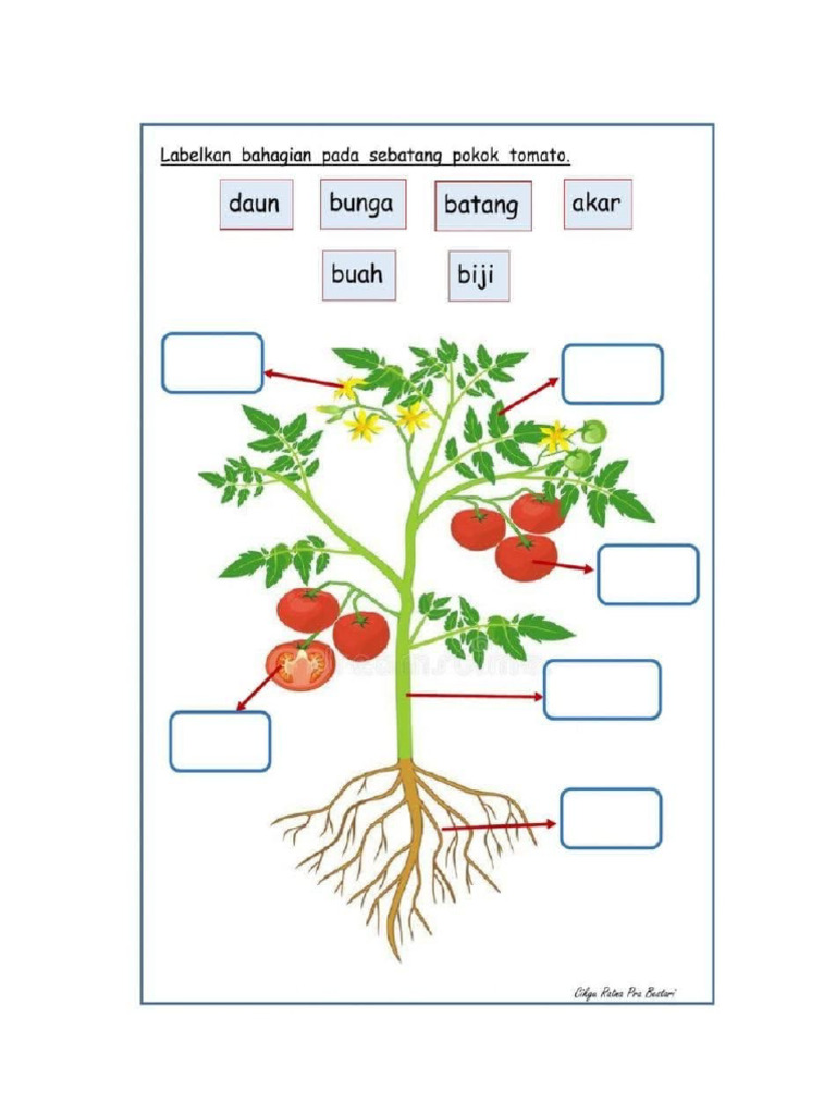 Worksheet Tumbuhan | PDF
