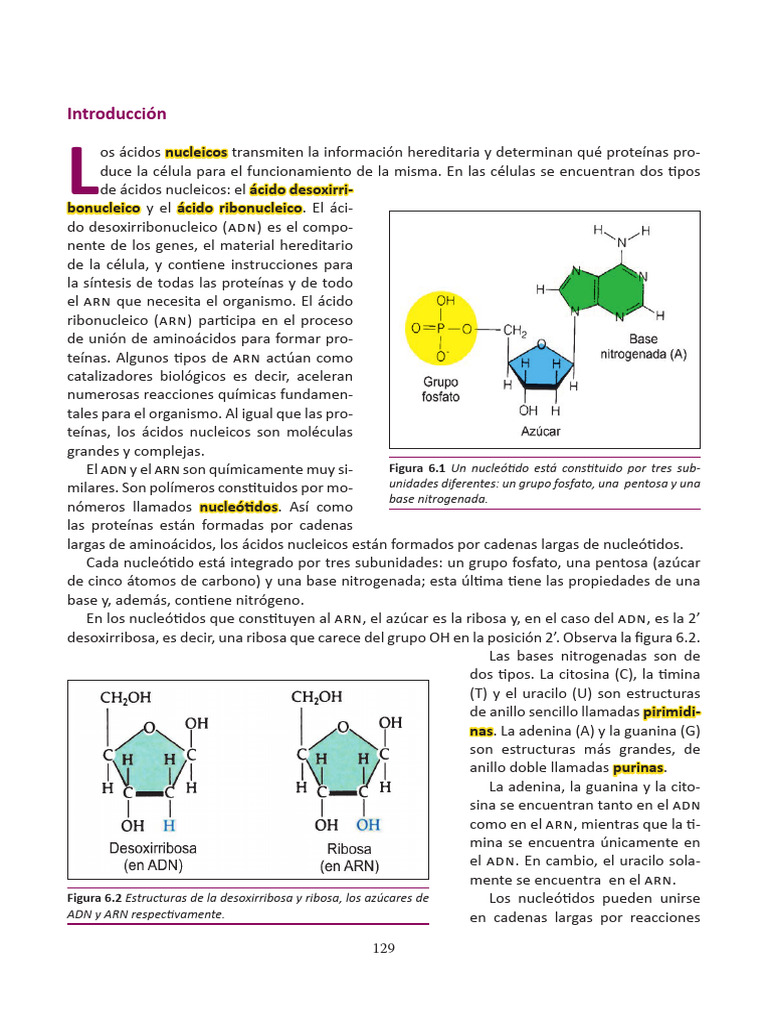 Acidos Nucleicos | PDF | Replicación De Adn | Rna